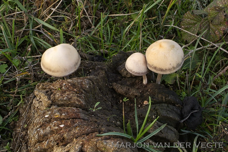 Grote vlekplaat - Panaeolus subfirmus